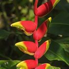 Helikonia