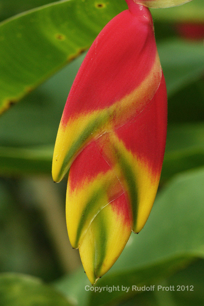 Helikonia2