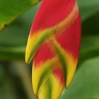 Helikonia2