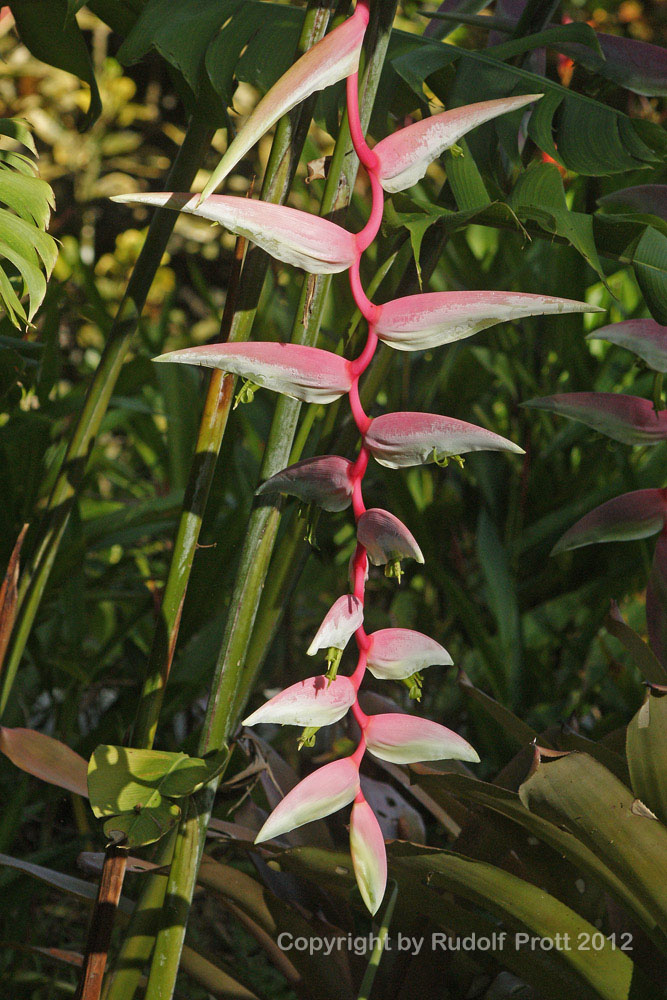 Helikonia3