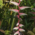 Helikonia3