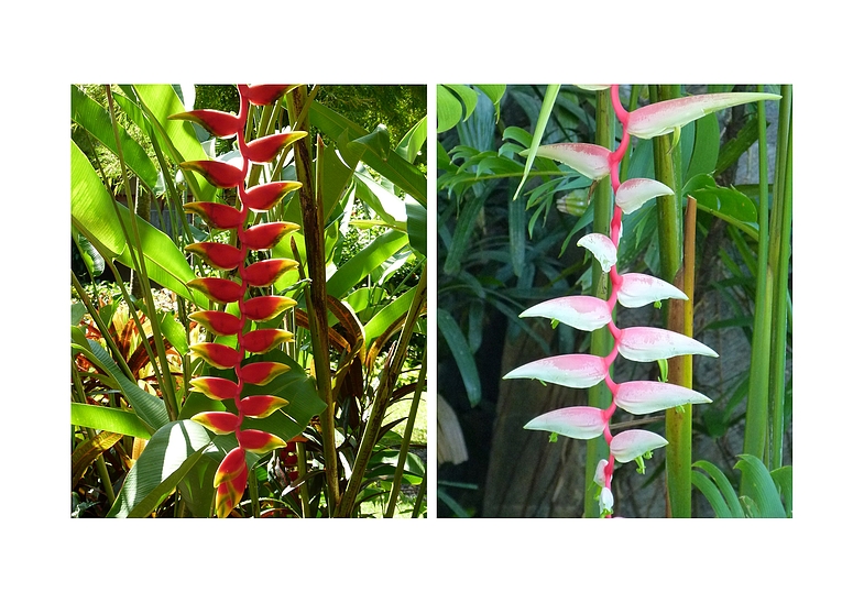 ...Helikonien... Foto & Bild asia, indonesia, southeast asia Bilder