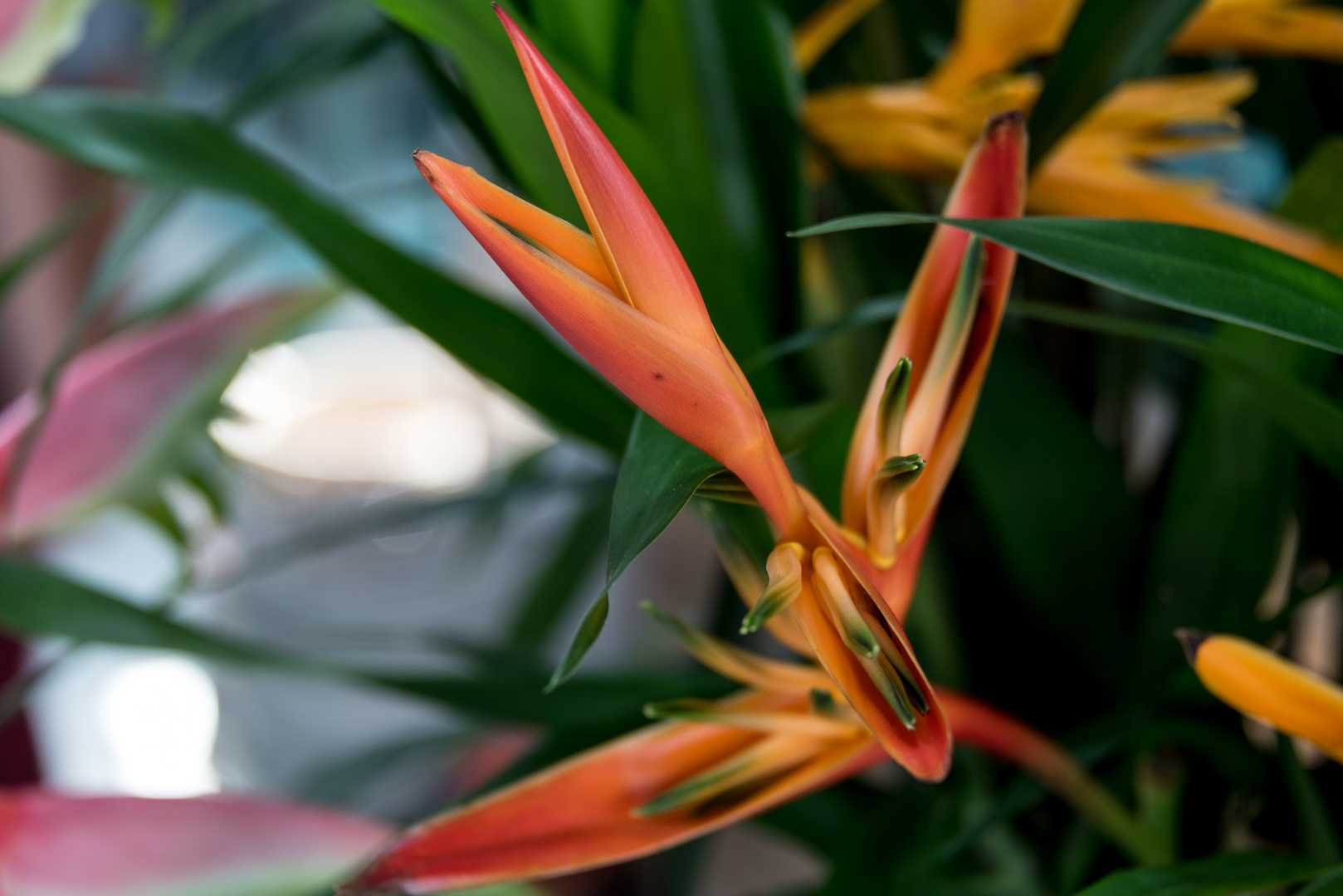 Helikonien (Heliconia)