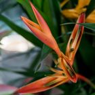 Helikonien (Heliconia)