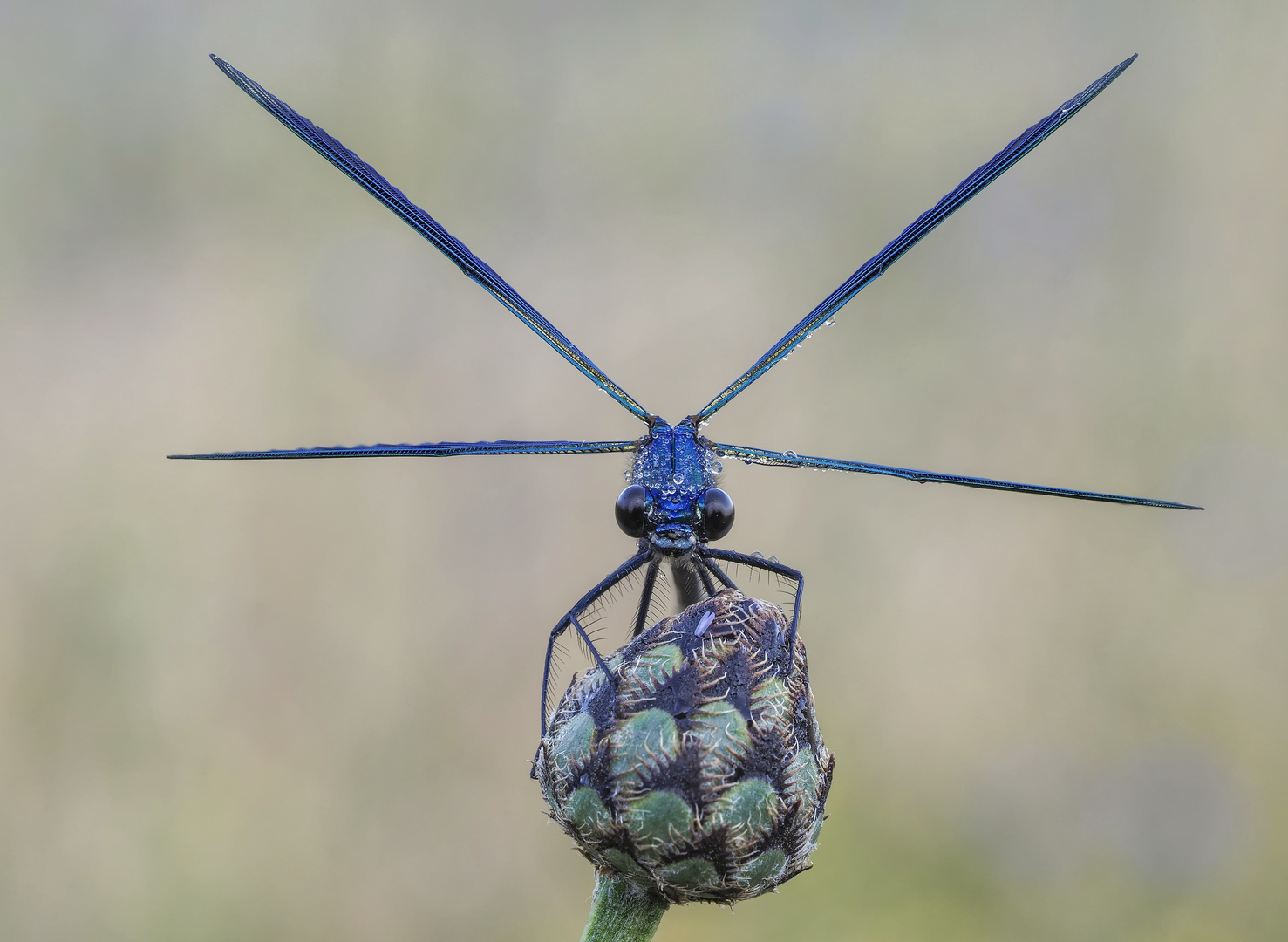 Helikopter