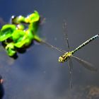  Helikopter auf Patrouille