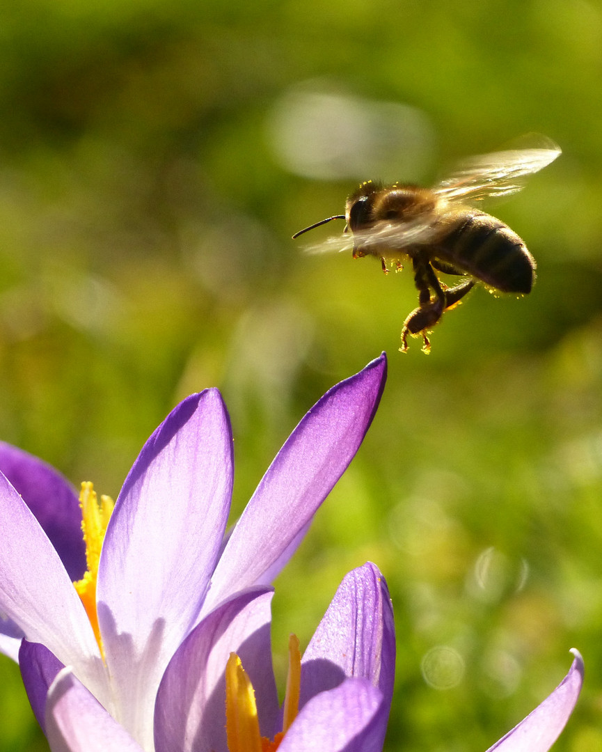 ~Helikopter im Anflug~