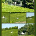 °°°° Helikopter im Weinberg °°°°