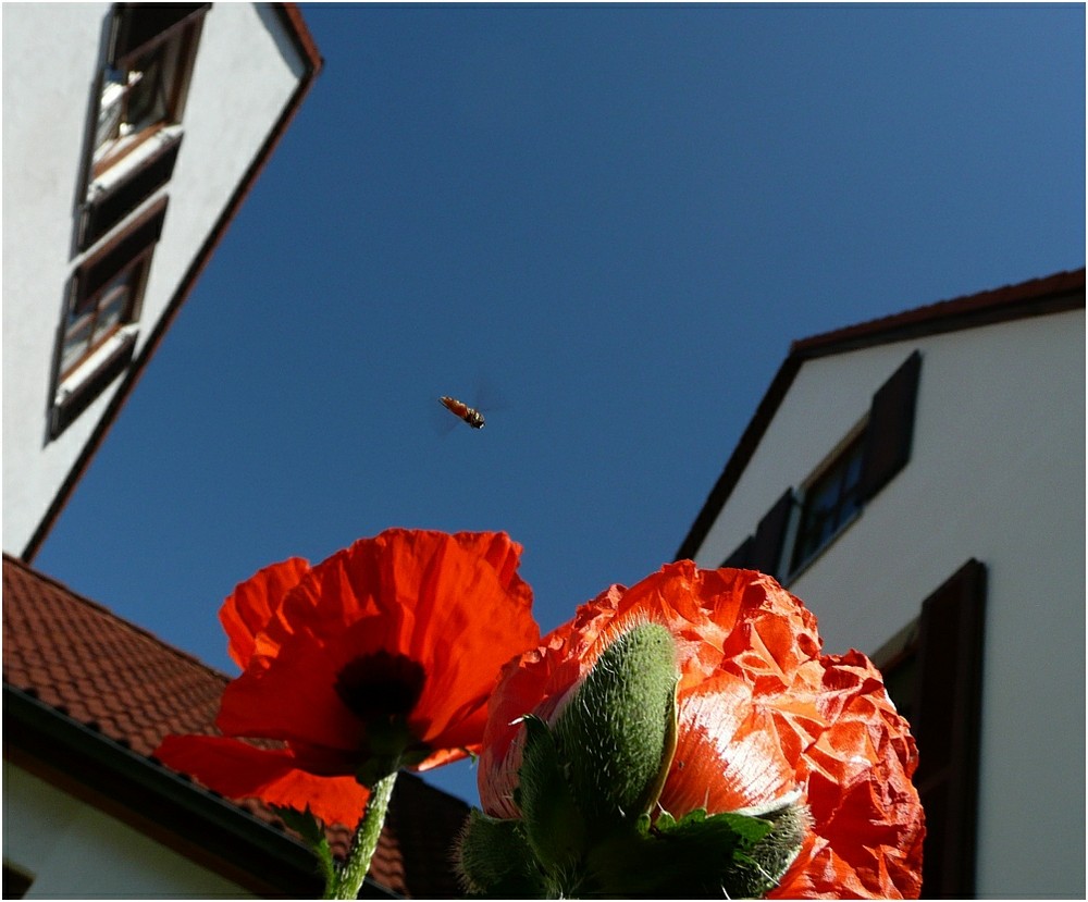 Helikopter über Mohn