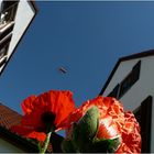 Helikopter über Mohn