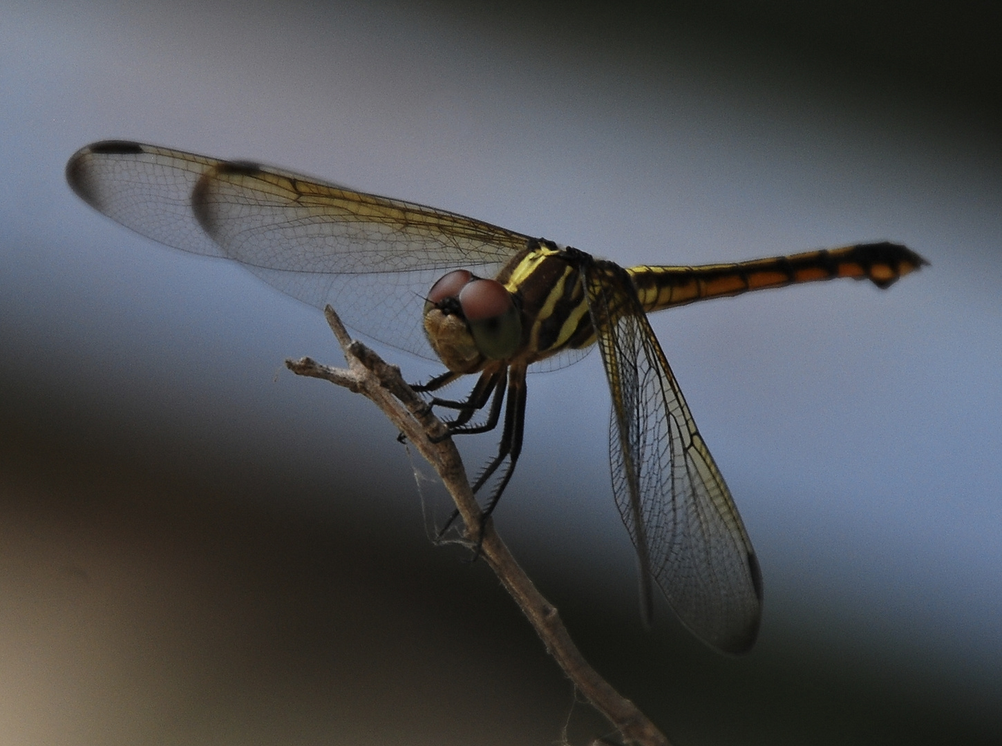 Helikoptera