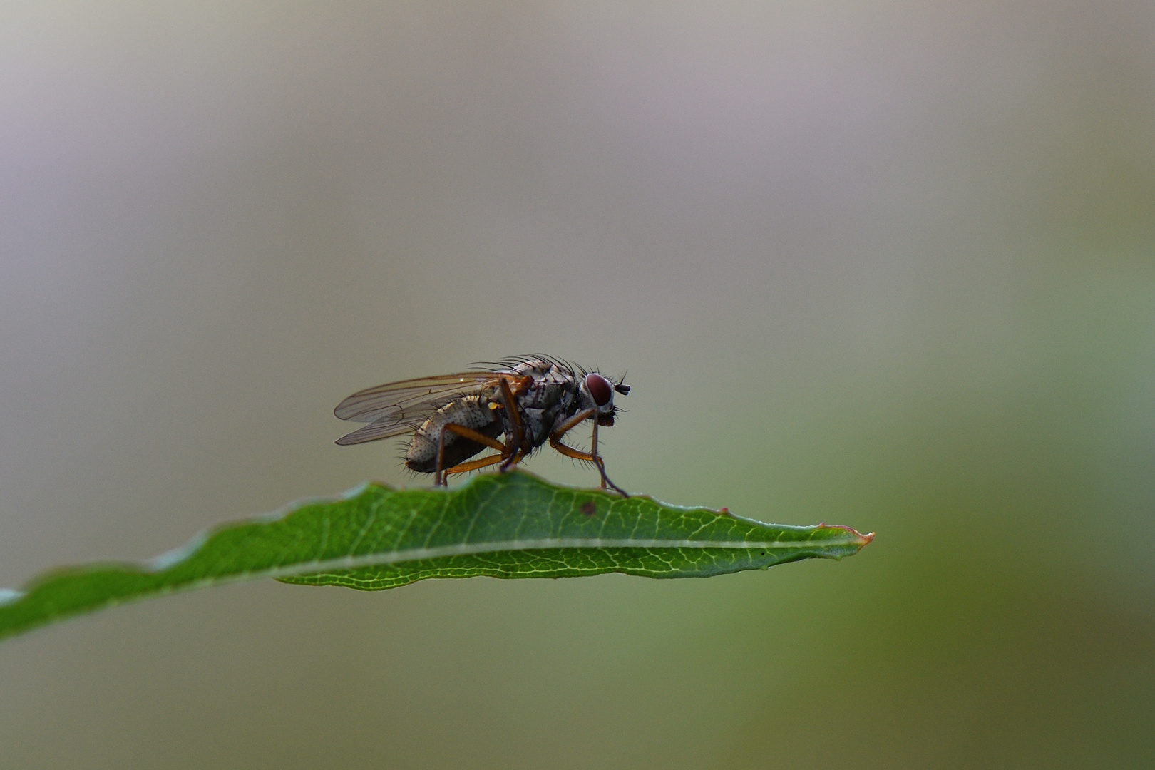 Helina Impuncta 