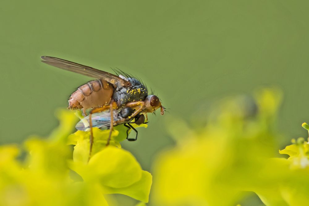 Helina impuncta ???