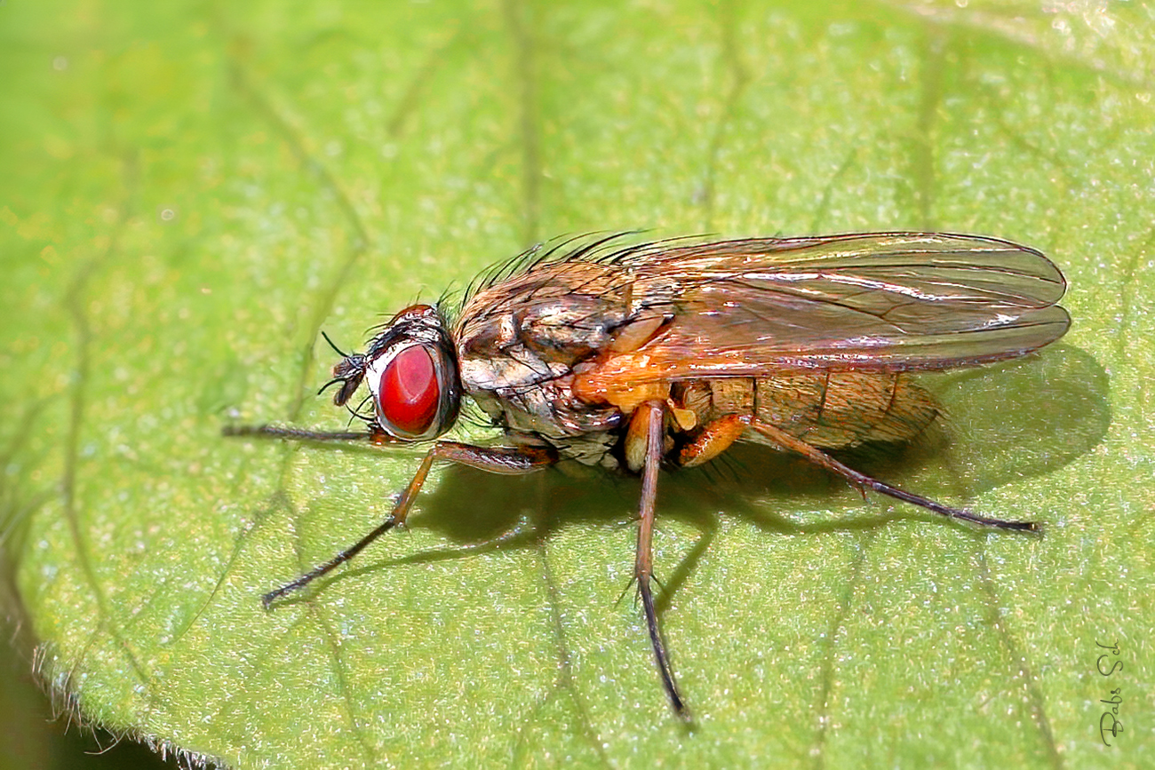 Helina impuncta 