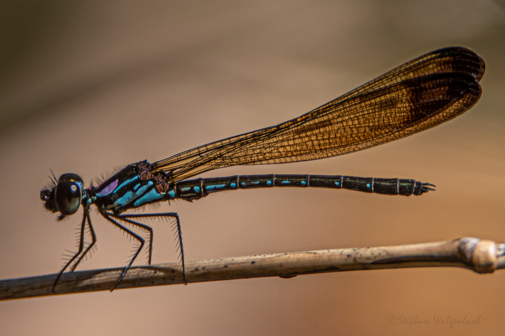 Heliocypha biforata m. in Kambodscha