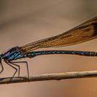 Heliocypha biforata m. in Kambodscha