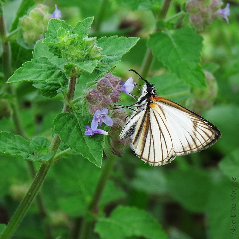 Heliopetes arsalte