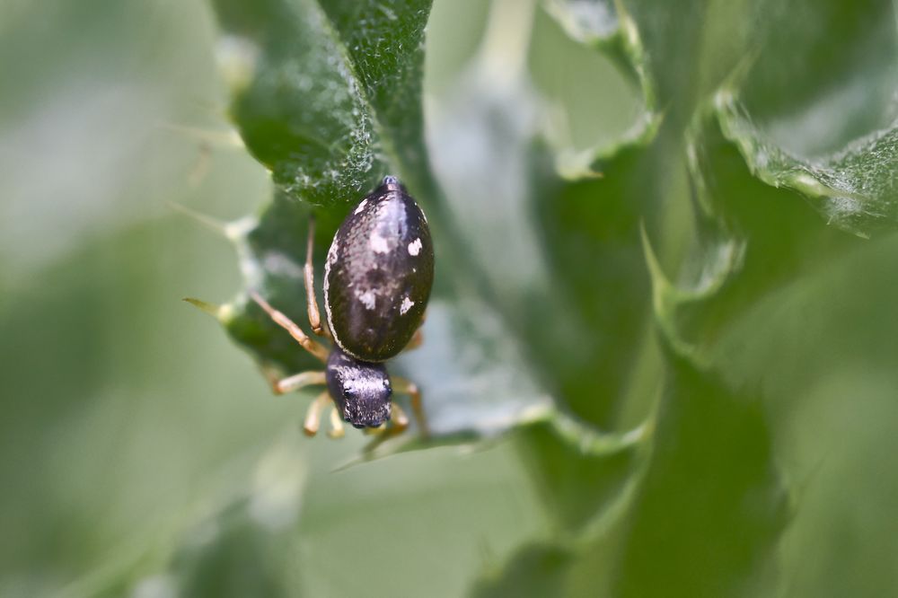 Heliophanus Foto & Bild natur, tiere, wildlife Bilder auf