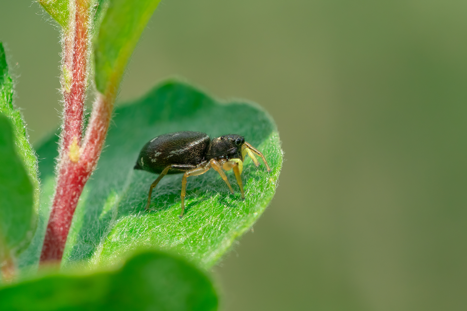 Heliophanus cupreus