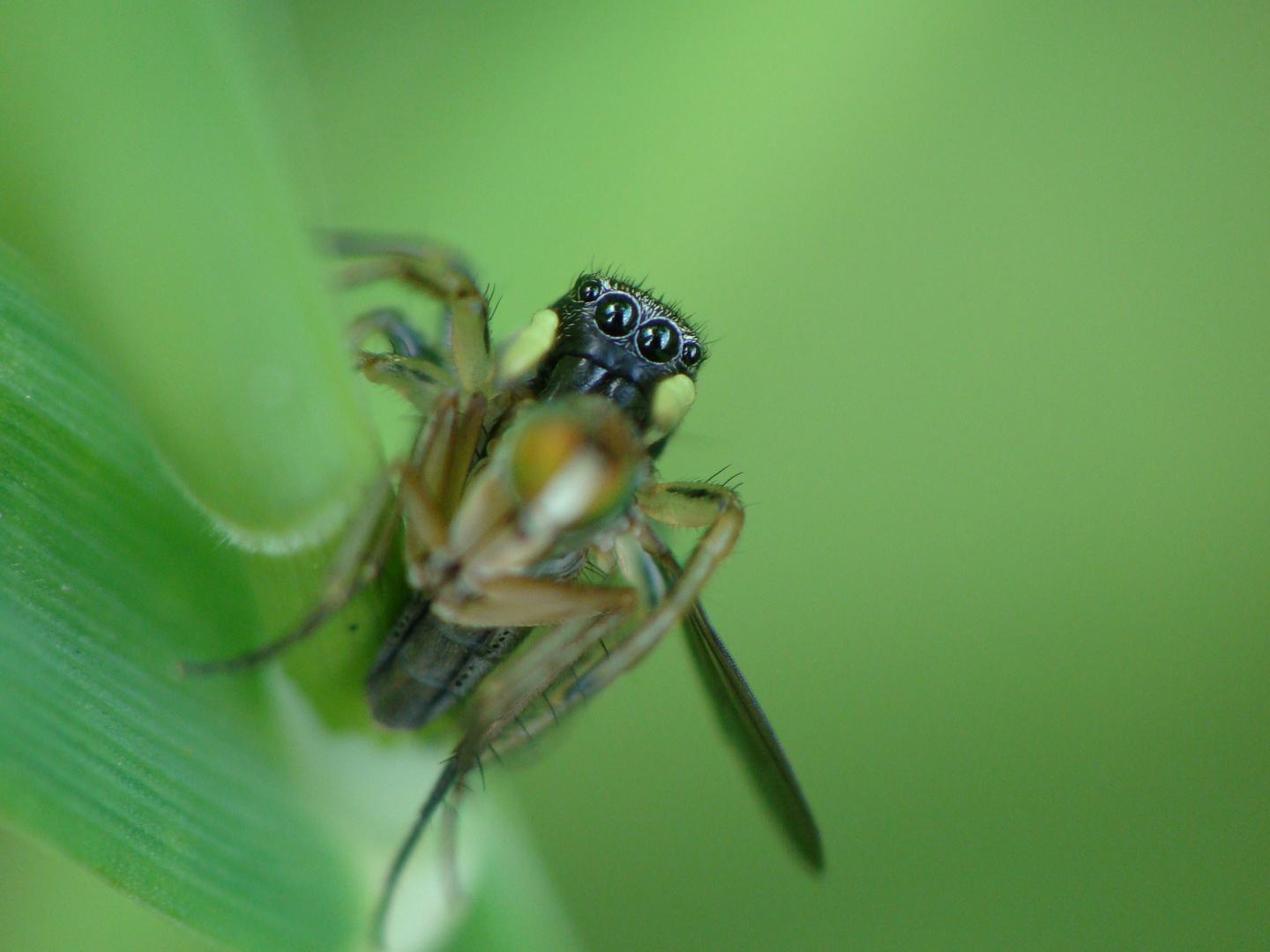 Heliophanus sp.