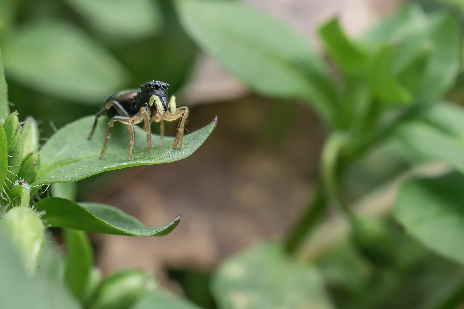 Heliophanus Springspinne