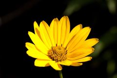 Heliopsis
