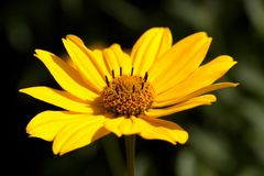 Heliopsis
