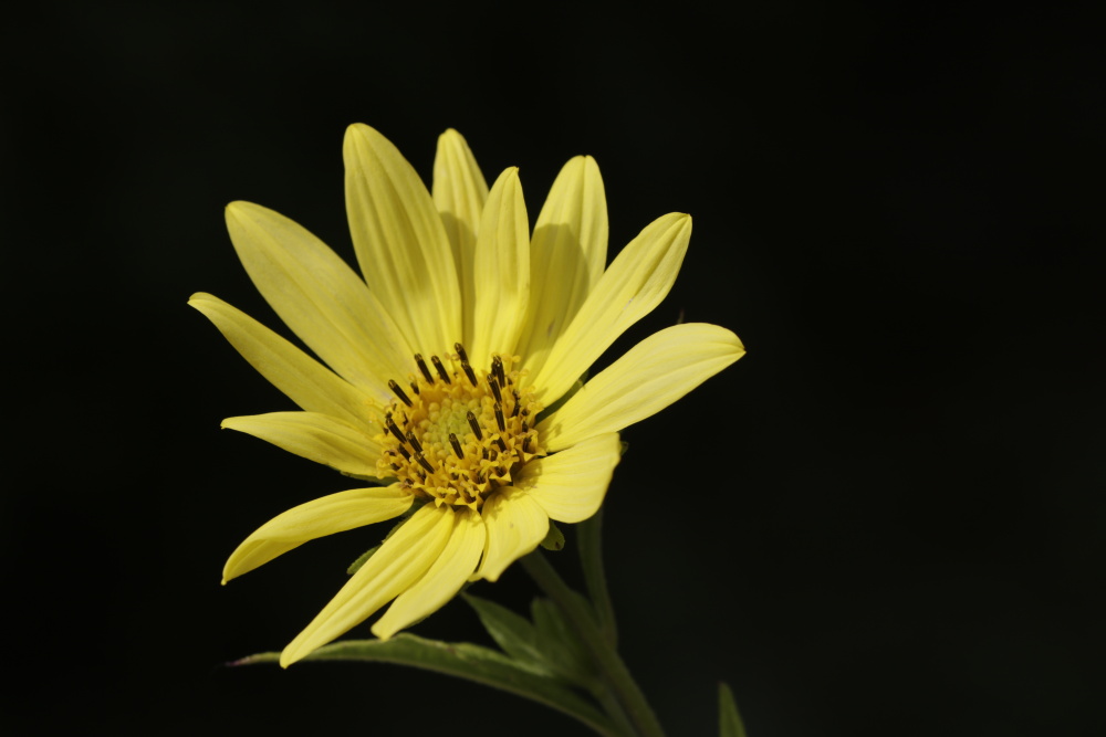 Heliopsis