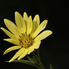 Heliopsis