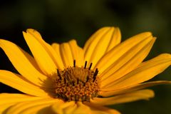 Heliopsis (Oxeye)