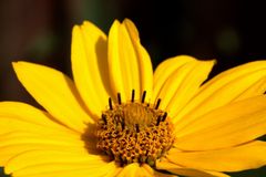 Heliopsis ("Oxeye")