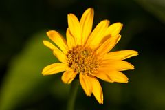 Heliopsis (Oxeye)