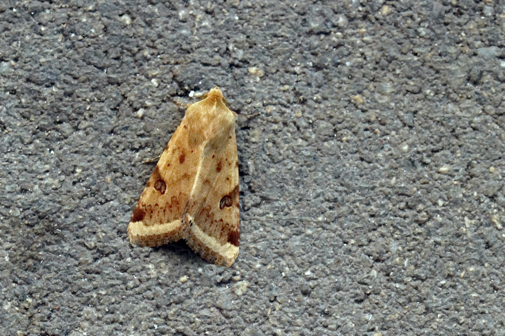 Heliothis peltigera