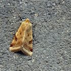 Heliothis peltigera