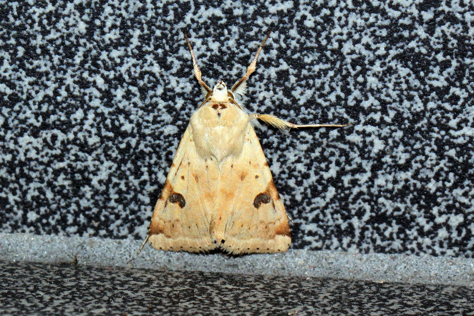 Heliothis peltigera