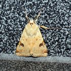 Heliothis peltigera