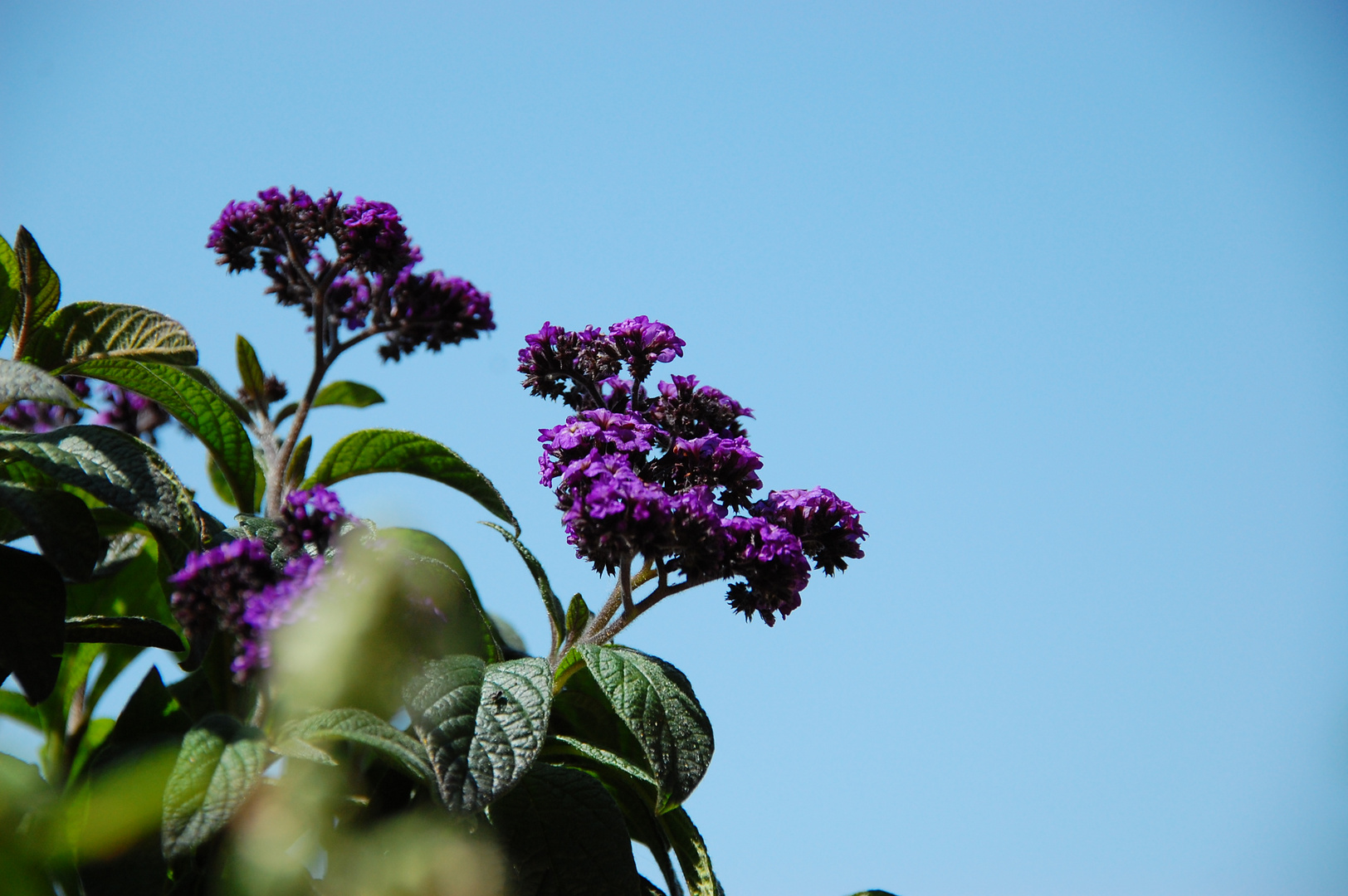 Heliotrop - Vanilleblume