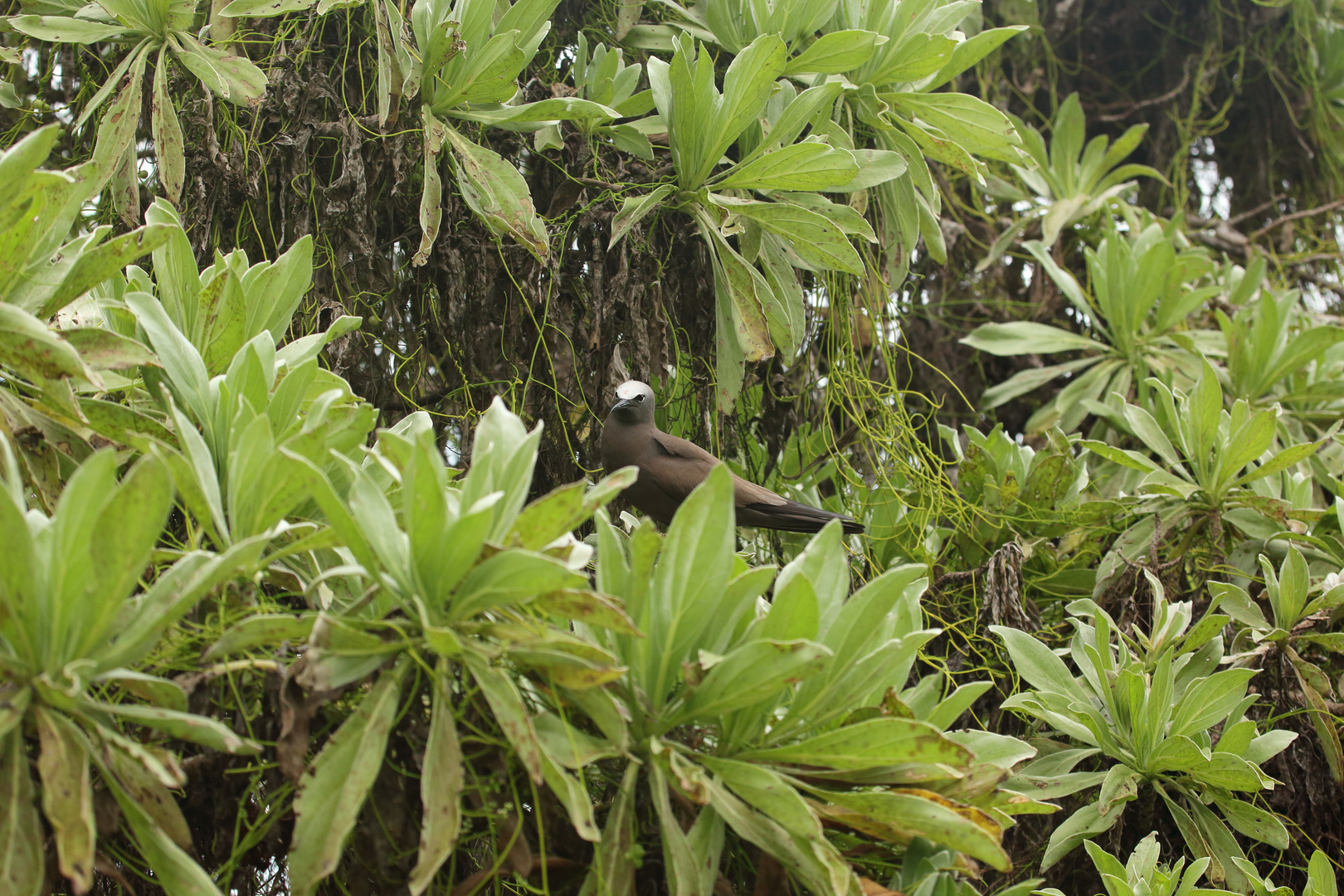 Heliotropium arboreum