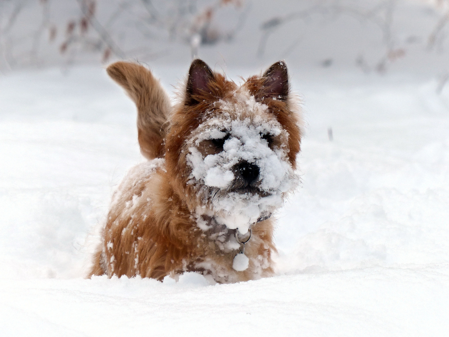 Heliott et la .......neige²