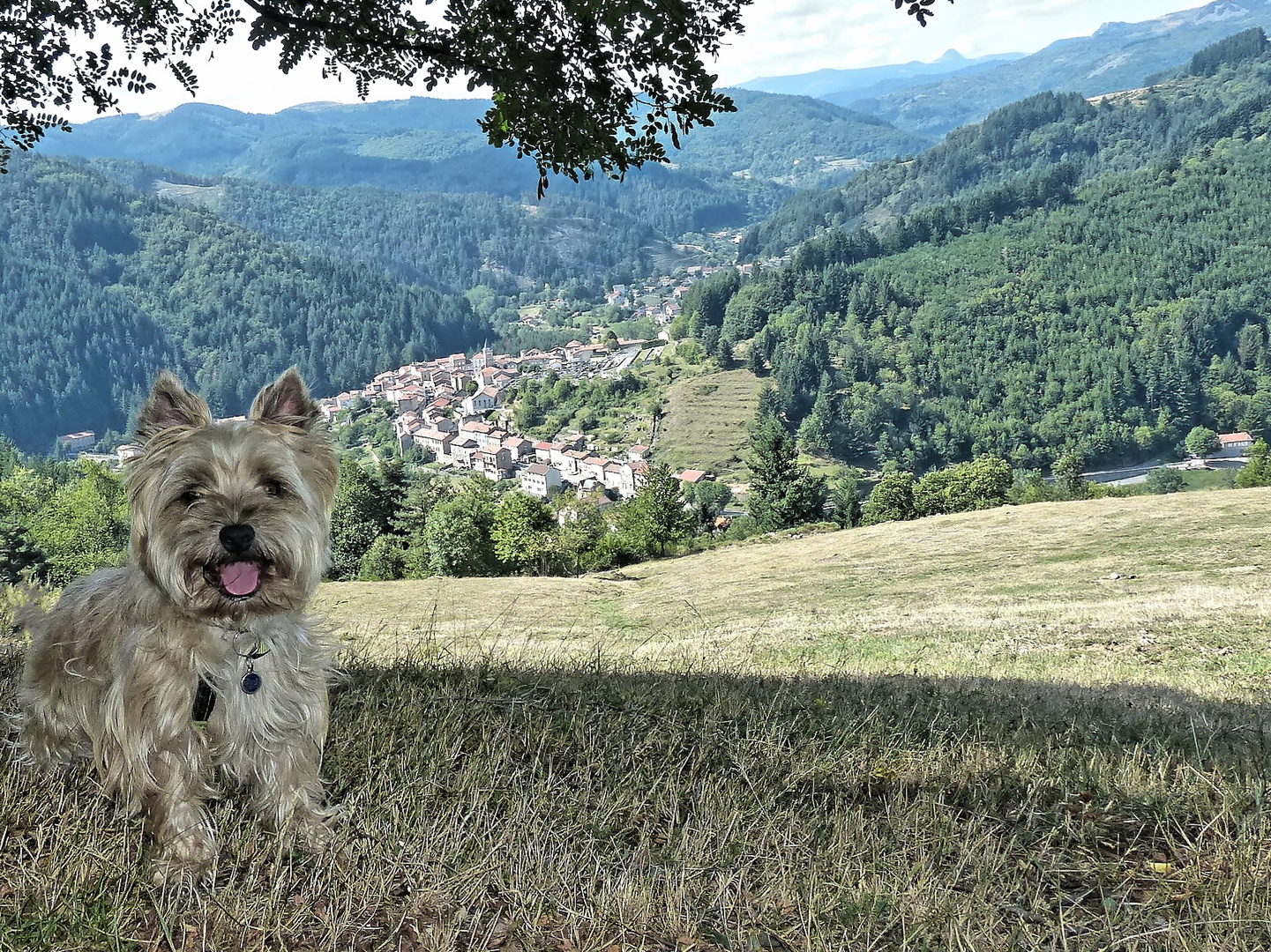 Heliott fait son beau en Ardèche, sur le fond le Mont Gerbier de Jonc 