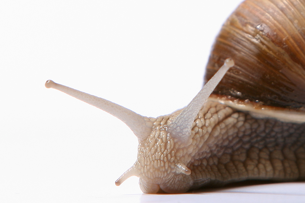 Helix pomatia von french bully