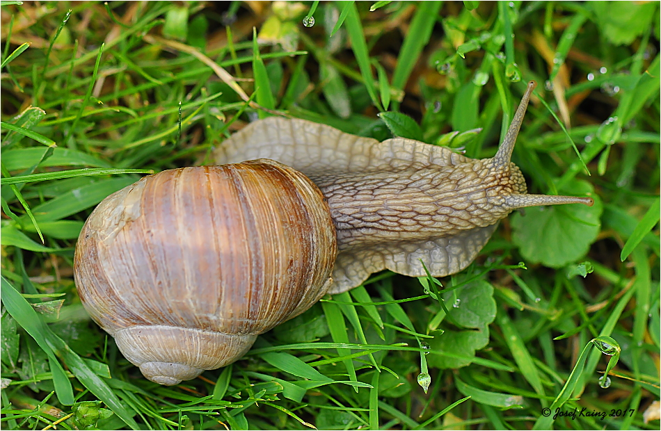  Helix pomatia