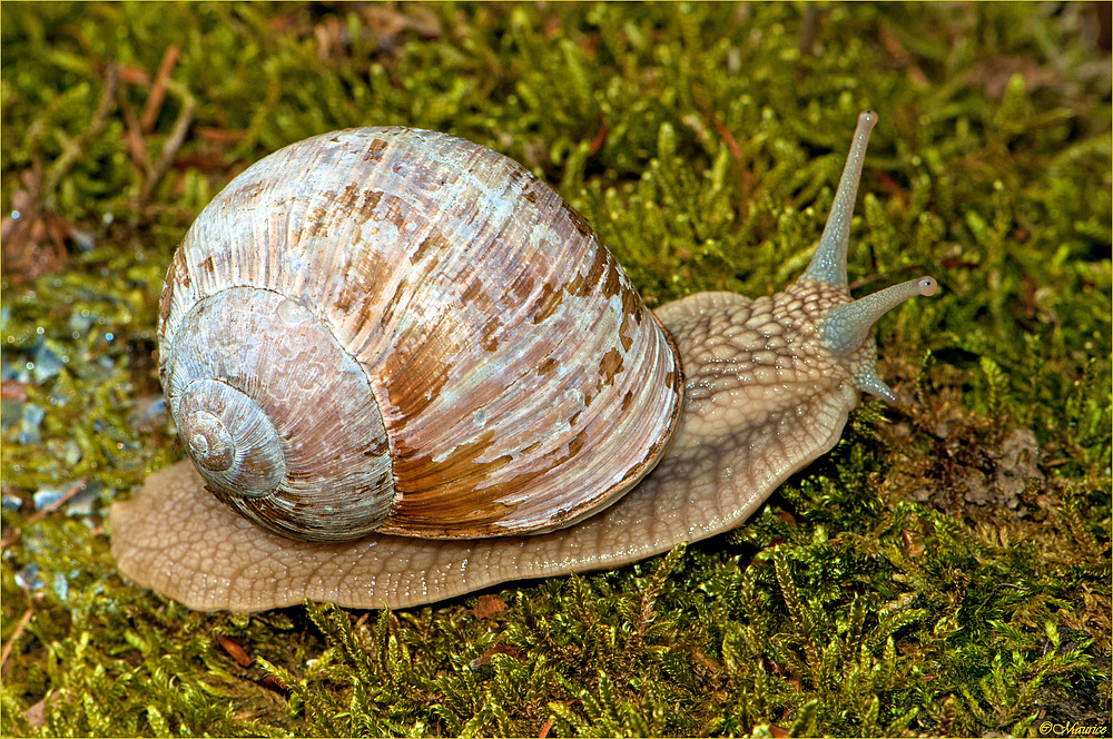 HELIX POMATIA