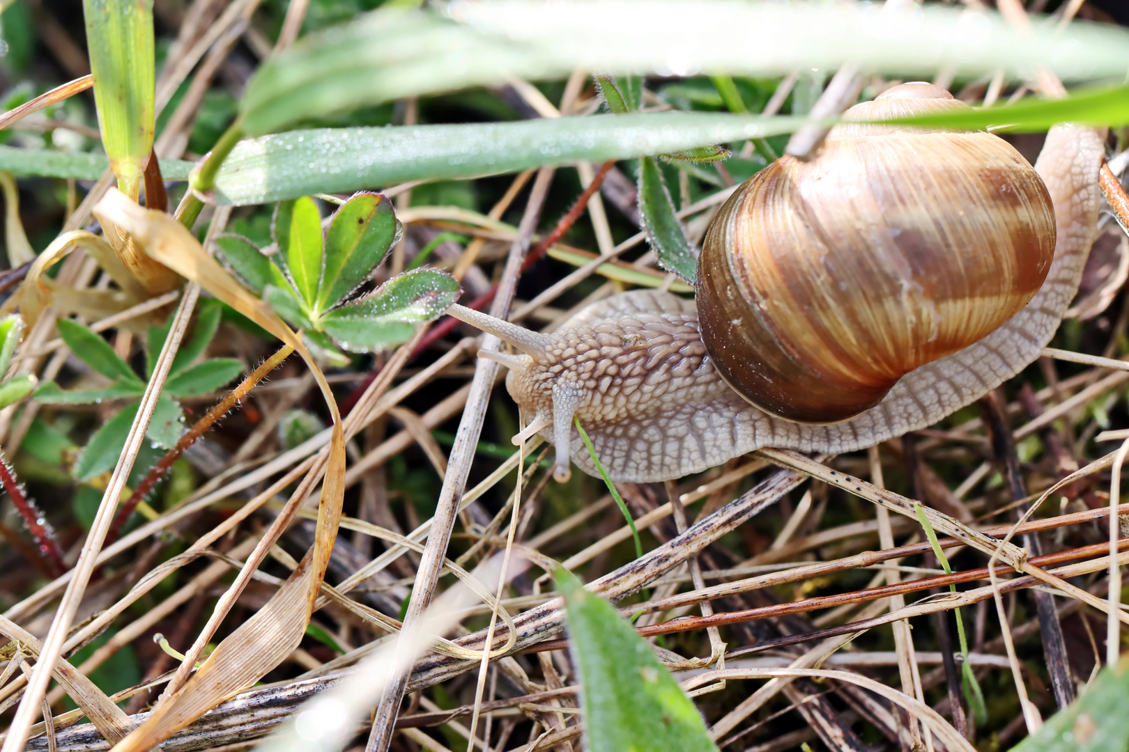 Helix pomatia