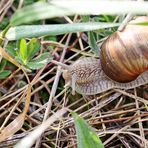 Helix pomatia