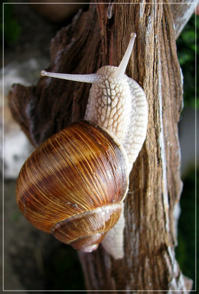 Helix pomatia