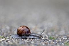 Helix pomatia