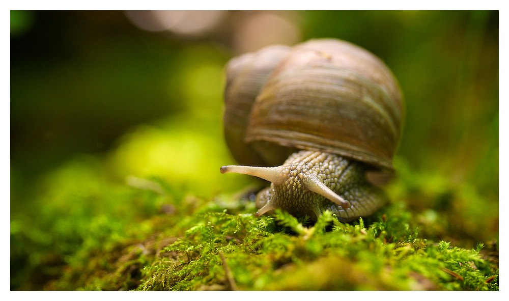 Helix Pomatia.