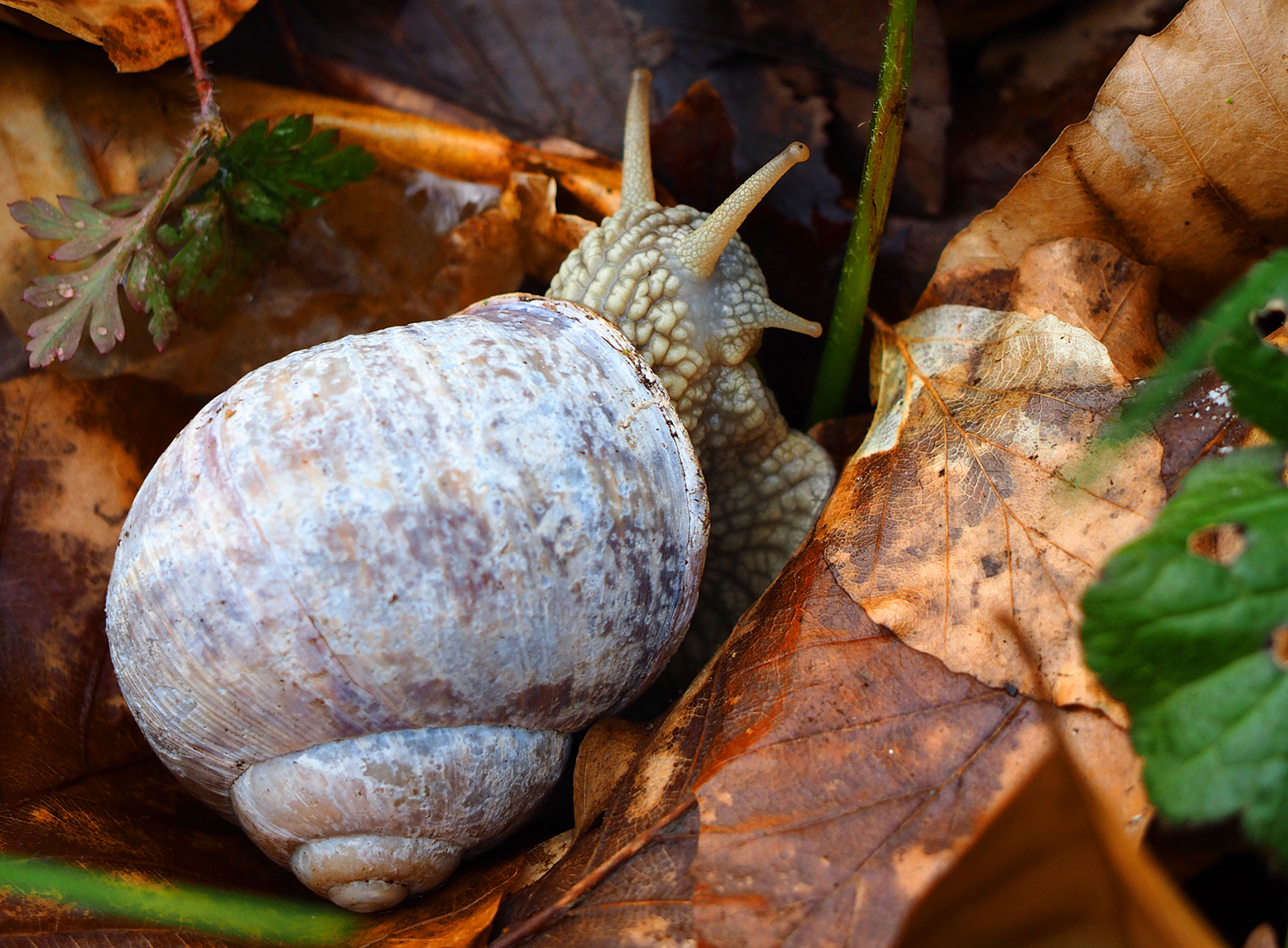 Helix pomatia