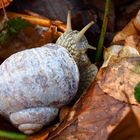 Helix pomatia